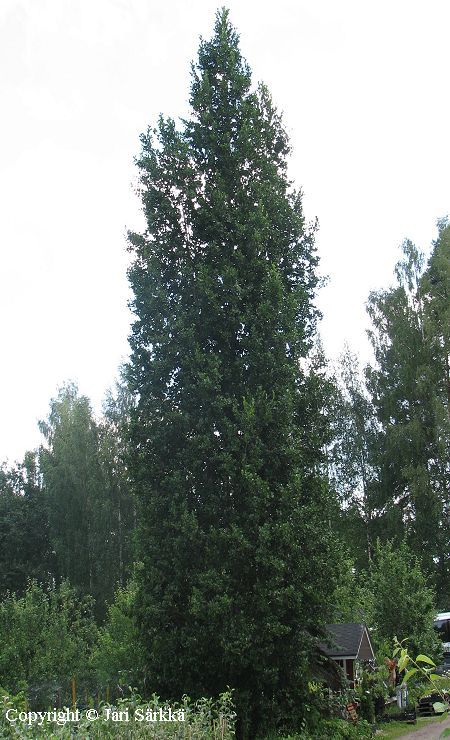 Alnus glutinosa f. pyramidalis 